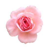 ROSE DE DAMAS