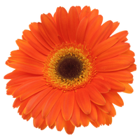 CALENDULA