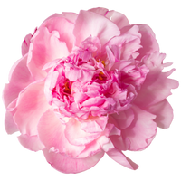 PIVOINE